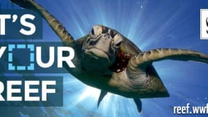 Celebs and conservationists get behind the reef